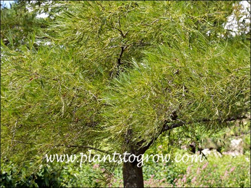 This Alder has very ferny foliage resulting from the deep cut leaves.